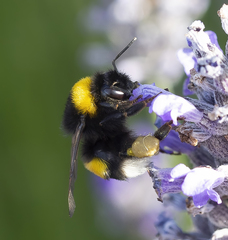 Bombus terrestris