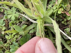 Castilleja indivisa