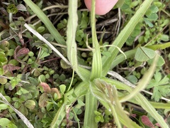 Castilleja indivisa