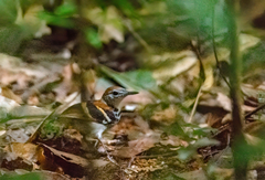 Dichrozona cincta