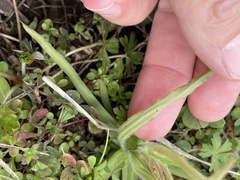 Castilleja indivisa