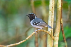 Myrmoborus myotherinus