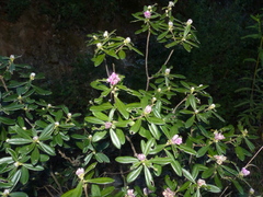 Daphne sericea