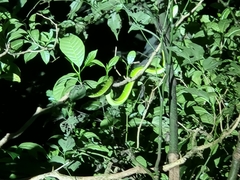 Bothriechis lateralis