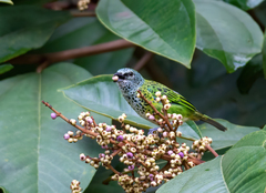 Ixothraupis punctata