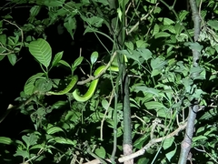 Bothriechis lateralis