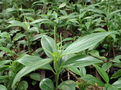 Peperomia myrtifolia
