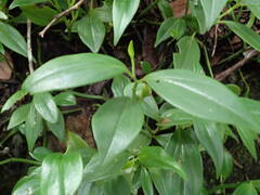 Peperomia myrtifolia