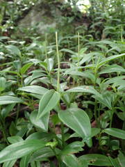 Peperomia myrtifolia