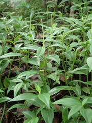 Peperomia myrtifolia