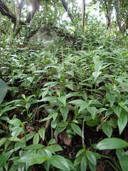 Peperomia myrtifolia