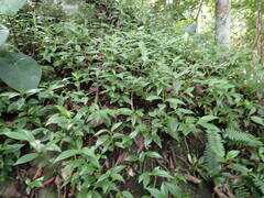 Peperomia myrtifolia