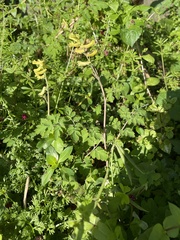 Corydalis balansae