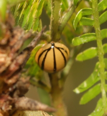 Cheilomenes propinqua