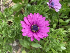 Dimorphotheca ecklonis