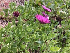 Dimorphotheca ecklonis