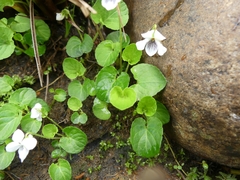 Viola macloskeyi