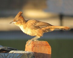 Pseudoseisura lophotes