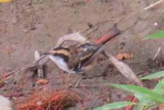 Aphrastura spinicauda