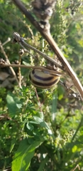 Cepaea nemoralis