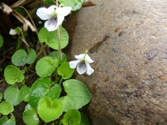 Viola macloskeyi