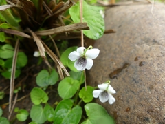 Viola macloskeyi