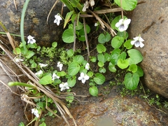 Viola macloskeyi