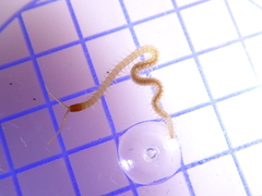 Geophilus flavus