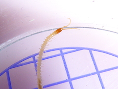 Geophilus flavus
