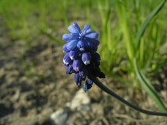 Muscari botryoides