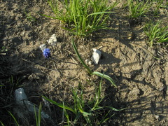 Muscari botryoides