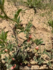 Indigofera pechuelii