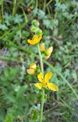 Agrimonia bracteata