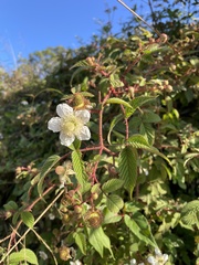 Rubus croceacanthus