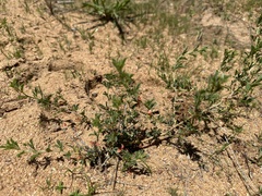 Indigofera pechuelii
