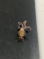 Supputius cincticeps