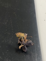 Supputius cincticeps