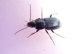 Pterostichus vernalis
