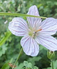 Geranium flanaganii