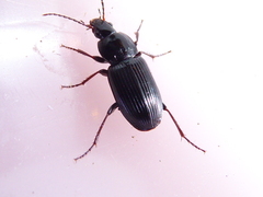 Pterostichus vernalis