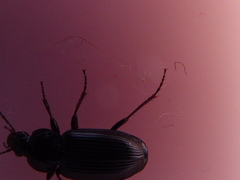 Pterostichus vernalis