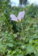 Geranium flanaganii