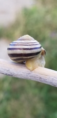 Cepaea nemoralis