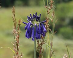 Agapanthus inapertus