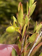 Diospyros glabra