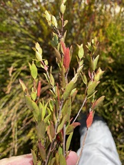 Diospyros glabra