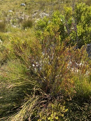 Diospyros glabra
