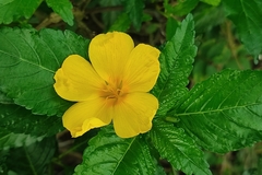 Turnera ulmifolia