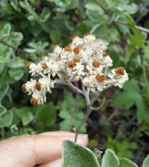 Helichrysum petiolare
