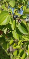 Rhamnus cathartica